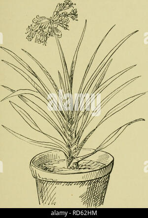 . Die Kultur der Topf - Pflanzen im Zimmer, Gewächshäuser, &Amp; Frames. Pflanzen, Topfpflanzen; Container gardening. WINTER - BLÜHENDE PFLANZEN 75 turbance des Bodens auf die nächste Größe Lirger, darauf geachtet werden, dass der gesamte Platz mit frischer Erde gefüllt ist.. Abb. 30.- cyrtanthiflorum Imantophyllum. Maiglöckchen - Convallaria majalis, siehe S. 81. Iris. - Es ist eine Rhizomartige Arten, die Blumen im Winter-/. Im^uicularis - und es gibt eine Anzahl von Knollen. Bitte beachten Sie, dass diese Bilder aus gescannten Seite Bilder, die digital für die Lesbarkeit erhöht worden sein können extrahiert werden - Färbung Stockfoto