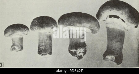 . Cueillette des Champignons sauvages. Champignons; Pilze. . Bitte beachten Sie, dass diese Bilder sind von der gescannten Seite Bilder, die digital für die Lesbarkeit verbessert haben mögen - Färbung und Aussehen dieser Abbildungen können nicht perfekt dem Original ähneln. extrahiert. Groves, James Walton; Kanada. Ministère de l'agriculture. Ottawa: Ministère de l'Agriculture Stockfoto