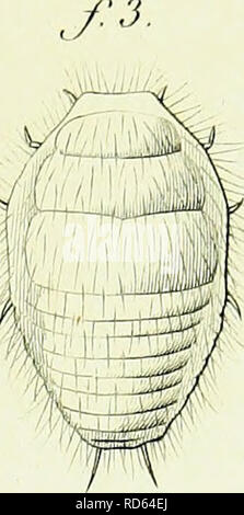 . Gattungen des Insectes, ou, Exposition de? Taille? e de tous les caracte? res propres ein? Chacun des Genres de cette Classe d'animaux. [Elektronische Ressource]. Insekten; Insekten.fi". Bitte beachten Sie, dass diese Bilder sind von der gescannten Seite Bilder, die digital für die Lesbarkeit verbessert haben mögen - Färbung und Aussehen dieser Abbildungen können nicht perfekt dem Original ähneln. extrahiert. Gue? Rin-mir? Neville, F.-E. (Fe? lix - Edouard), 1799-1874; Percheron, A. (Achille), 1797-1869. Paris: Mich? quignon - marvis Stockfoto