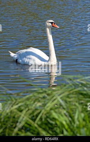 Höckerschwan (Cygnus olor), Niedersachsen Stockfoto