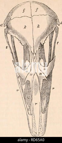 . Die cyclopaedia von Anatomie und Physiologie. Anatomie, Physiologie, Zoologie. AVES. 274 energetische Atem- und zirkulierenden Funktionen Anlass so rasch eine Evolution der knöchernen System, dass die Knochen des Schädels in einem frühen Zeitraum werden in einem Stück anchylosed, die insgesamt eine Obliteration der ursprünglichen har-monic; es ist daher notwendig, der Schädel der Vogel in einem frühen Zeitraum der Ex-istence zu untersuchen und sie mit der fetalen con zu vergleichen - A usgabe der Schädel des Säugetier, wenn es gefunden wird, von analog Zentren, die, in ihrer Expansion und der anschließenden Union verknöchert zu sein. Stockfoto