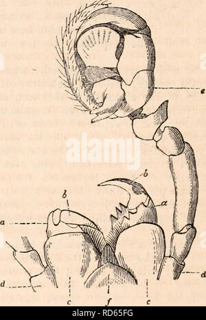 . Die cyclopaedia von Anatomie und Physiologie. Anatomie, Physiologie, Zoologie. 202 Spinnen. Eisen ist deutlich gezeigt im Aufsatz. 100, e, die für die unteren Oberfläche des Körpers der Haus-Spider, (tegenaria Domestica.) Auf der oberen Fläche der Brust wir Rinde eine weitere Platte viel mehr als das Brustbein und vorher mit dem Kopf durch einen Riss oder dreieckige V-förmige Aussparung erhält. Diese Platte oder Dorsalen schild Exponate Divisionen bzw. Linien der Naht, die das Auge leicht unterscheidet. Sie repräsentieren Kreisbögen, die sich aus der Unterseite der Beine ein Stockfoto