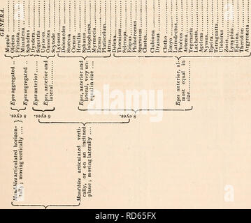. Die cyclopaedia von Anatomie und Physiologie. Anatomie, Physiologie, Zoologie. L i Ors Tabl. it einem niedrigen JE fc. '• 3 3 g s.-s s%' i o eOJ. Bitte beachten Sie, dass diese Bilder sind von der gescannten Seite Bilder, die digital für die Lesbarkeit verbessert haben mögen - Färbung und Aussehen dieser Abbildungen können nicht perfekt dem Original ähneln. extrahiert. Todd, Robert Bentley, 1809-1860. London, Sherwood, Gilbert, und Piper Stockfoto