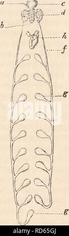 . Die cyclopaedia von Anatomie und Physiologie. Anatomie, Physiologie, Zoologie. besonderer Art und Weise unterwürfig zu Atmung, sind einfach eine Art papillen oder laminierte Cutane-ous Produktionen sehr wenig oder überhaupt nicht unterteilt, entweder an der Extremität oder Basis der Füße und in einem fast gleichmäßig über die gesamte Länge des Körpers verteilt (Aufsatz befestigt. 64,-,,/,./•) im eunice und anderer verwandter Gattungen, ihrer Position ist die gleiche, aber sie gehen davon aus, dass die Form eines länglichen Filament, mit einer Reihe von Verlängerungen eines ähnlichen filiform Form eingerichtet, entsorgt wie die Zähne von Stockfoto