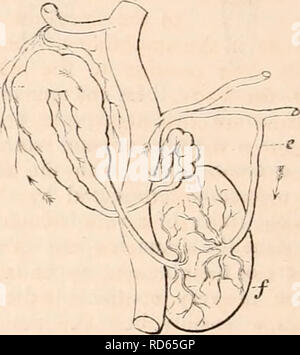 . Die cyclopaedia von Anatomie und Physiologie. Anatomie, Physiologie, Zoologie. 170 ANNELIDA. Seiten (d), der in hohem Grade Kontraktilen sind. Diese 'moniliform Schiffe" sind in einer Situation entsprechend der Eierstöcke eingetragen: Sie sind nach unten gerichtet und offenen in eine ventrale Behälter (6), die die mittlere Linie des minderwertigen Aspekt des Tieres nimmt, nach den gleichen Anschluss wie der Sub-nerval Schiff, aber weniger oberflächlich gelegen. Die kontraktilen parietes sind, und es können alternativ dazu gesehen werden Dilatation und Con-tracting gleichzeitig an jedem Teil entlang der gesamten Umfang. Das Blut fließt in Stockfoto