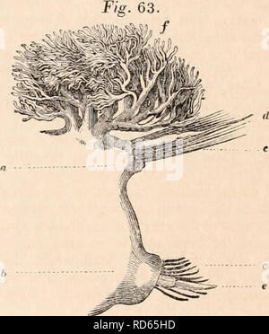 . Die cyclopaedia von Anatomie und Physiologie. Anatomie, Physiologie, Zoologie. form Anhängsel namens Antennen, (6, c) die Anzahl der in der Regel drei, vier oder fünf. Der Mund ist an die Extremität des Körpers befinden, und in den Acephalous annelida ist di - Leitet rected, aber in der cephalous Arten diese Öffnung unter der Unterseite des Kopfes. Der Anus ist am gegenüberliegenden ex-tremity, und ist fast immer auf der dorsalen Aspekt des Körpers gefunden. Eine bestimmte Anzahl von annelida sind vollständig apodous, und nicht zuletzt ein Anhängsel auf eines der Segmente der t-Trace Stockfoto