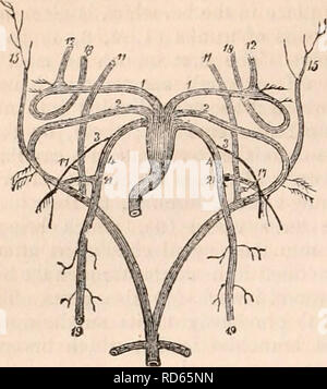 . Die cyclopaedia von Anatomie und Physiologie. Anatomie, Physiologie, Zoologie. 98 Amphibien. Abb. 20.. vorn, das Herz besteht aus einer einzigen Ventrikel, und zwei öhrchen. Die Existenz eines Se-cond Ohrmuschel wurde zum ersten Mal in der höheren Formen gezeigt, die Frösche und Kröten, von Dr. Davy, * und, obwohl in der neuesten Arbeiten von Cuvier und Meckel der Ohrmuschel in diesen Formen ist Angerissen als Einzel-, doch je mehr komplizierte Struktur seit reichlich von vielen anderen Anatomen bestätigt worden. Vor allem hat die biauricular Weberf Struktur in einer grossen amerikanischen Frosch beschrieben; aber er scheiterte an den Dämon - strate Es i Stockfoto