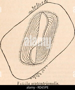 . Die cyclopaedia von Anatomie und Physiologie. Anatomie, Physiologie, Zoologie. ACALEPH 7E. Rhigostoma caruleu. hohl; und, wenn mit dem Appen-dages der verdauungsfördernden Hohlräume, oder wenn Sie eine vesikel an ihrer Basis, sehr extensile. Mehrere Gattungen haben Saugnäpfe an den Extremitäten, und entlang der Seiten, ihrer tentacula, durch die die Beute belegt ist. Die TENTA - longet, extensile sind scheinen durch das Zwingen der Wasser in ihrem inneren Hohlraum, durch die Kontraktionen der Vesikel an ihrer Basis projiziert werden. Der Umfang, in dem die Fadenförmigen Orgel so verlängert wird, Stockfoto