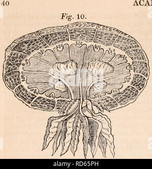 . Die cyclopaedia von Anatomie und Physiologie. Anatomie, Physiologie, Zoologie. :-^C ^-^. - - - - W - "r • iw.., w ^' ich -. - * J&gt; r^9 * O-" • "! ''""""^^. ACALEPH 7E. Rhigostoma caruleu. hohl; und, wenn mit dem Appen-dages der verdauungsfördernden Hohlräume, oder wenn Sie eine vesikel an ihrer Basis, sehr extensile. Mehrere Gattungen haben Saugnäpfe an den Extremitäten, und entlang der Seiten, ihrer tentacula, durch die die Beute belegt ist. Die TENTA - longet, extensile sind scheinen durch das Zwingen der Wasser in ihrem inneren Hohlraum, durch die Kontraktionen der Bläschen an der projiziert werden Stockfoto