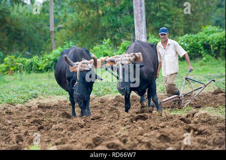 Bauern pflügen Feld mit zwei Ochsen, Baracoa, Provinz Guantánamo, Kuba Stockfoto