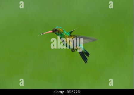 Glitzernde-bellied Emerald (Chlorostilbon Lucidus), Parana Delta, Argentinien, Südamerika Stockfoto