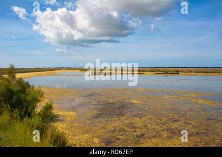 Marais du Fier d'Ars Sumpf, Ars En Re, Ile de Re Insel, Departement Charentes Maritime, Frankreich, Europa Stockfoto
