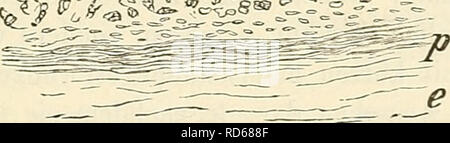 . Cursus der normalen Histologie zur Einführing in den Gebrauch des Mikroskopes, sowie in das practicche Studium der Gewebelehre. Die histologie; Mikroskopie. o ocä?^^''^5=:" 3> gpöiß. Abb. 90. L 11 ft Ri> Lire vom ilensclien im (i) uerdurchschuitt. E. Epithel, b. Basalmembran, S. Schleimliaut, g. Gelasse, d. Schleimdrüsen mit Ausfiiliriingsgang a; u. Mit einem kleinen Uiiterschleimhautgewebe Fcttträubchen f": s. Pericliondrium, k. Knorpel, e. Äiisserste Bindegewebs-scliiclu. 32' |. verlieren Zwischenzellen, dann folgen sterben untersten noch nicht deutlich Cylindrischen (Basal-) Zellen, Avelche in Stockfoto