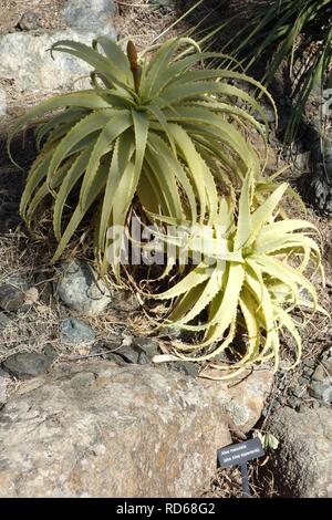 Aloe arborescens - Schiefen Kiefer Arboretum - Stockfoto