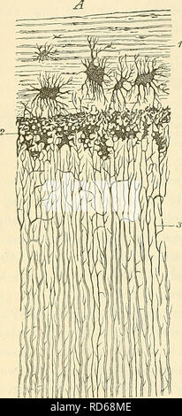 . Cursus der normalen Histologie zur Einführing in den Gebrauch des Mikroskopes, sowie in das practicche Studium der Gewebelehre. Die histologie; Mikroskopie. 160 Sterben einfachen GeAvebe. ruhiger Lage ist. Dentinzellen stehen zu dem gieiclifalls aus" Fi Sterben - Fahrradzubehör zusammengesetzten Zahnbein in demselben genetischen Ver-luütnisse, wie Sterben zu der Knochenzellen Knochensubstanz. Die Zahnwurzel trägt über dem Zahnbein eine dünne Lage von Lüneburg. Bitte beachten Sie, dass diese Bilder aus gescannten Seite Bilder, die digital für die Lesbarkeit verbessert haben mögen - Färbung und Aussehen dieser extrahiert werden Stockfoto