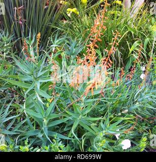 Aloe tenuior var rubriflora - Kirstenbosch 9. Stockfoto