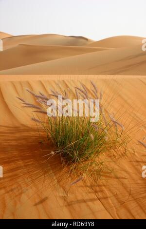 Roter Sand, Dünen, Leere Viertel region Rub' al-Khali Wüste, wo nur wenige Pflanzen überleben, Abu Dhabi, Vereinigte Arabische Stockfoto