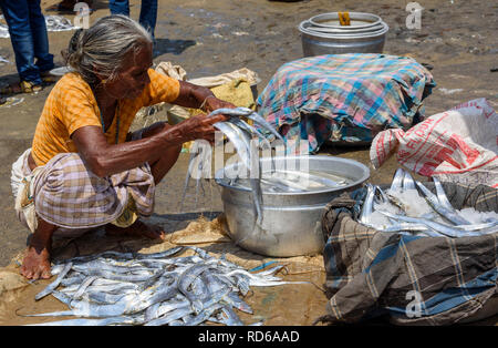 Vizhinjam Beach Fischmarkt, in der Nähe von Kovalam, Kerala, Indien Stockfoto