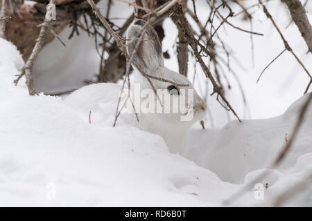 Snowshoe hare in den Rocky Mountains, USA Stockfoto