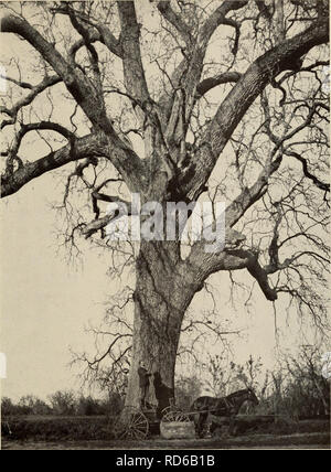 "Der Baum Buch: Ein beliebter Führer zu einem Wissen über die Bäume in Nordamerika und auf ihre Verwendung und Anbau" (1920) Stockfoto
