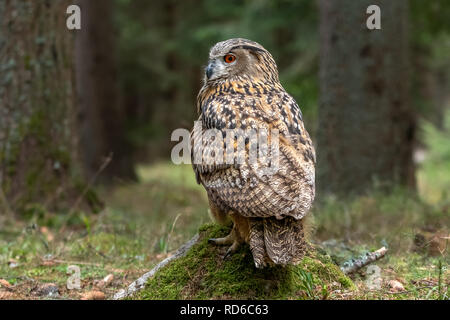 Europäische Uhu Bubo bubo, Stockfoto