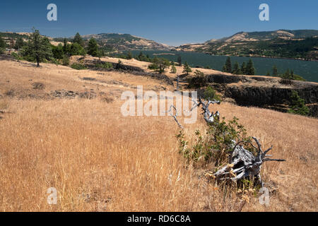 Catherine Creek Columbia River Gorge Staat Washington USA Stockfoto