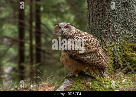 Europäische Uhu Bubo bubo, Stockfoto