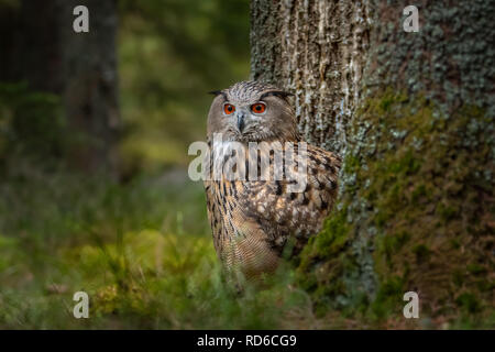 Europäische Uhu Bubo bubo, Stockfoto