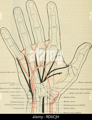 . Cunninghams Lehrbuch der Anatomie. Anatomie. 1452 SUKGICAL SUKFACE UND ANATOMIE. Die protuberanzen der Knöchel sind vollständig durch die Köpfe der Mittelhandknochen gebildet. Vorher, das metacarpo-phalangeal Artikulationen sind f in. Proximalen auf das Niveau der web der Finger; posterior, die Gelenke kann als Nut sofort proximal zum Projizieren von Ridge an der Basis des ersten Fingergliedern. Ein deutlich markierter Knick Kreuze schräg über den vorderen Aspekt des metacarpo-phalangeal Gelenk des Daumens. In den ersten interphalangeal Gelenke von vorne zu schneiden, stechen Stockfoto