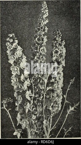 . Currie's Garten jährliche: Frühling 1931 56. Jahr. Blumen Samen Kataloge, Leuchtmittel (Pflanzen) Samen Samen Kataloge Kataloge; Gemüse; Baumschulen (Gartenbau) Kataloge; Pflanzen, Zierpflanzen Kataloge; Gartengeräte und Zubehör Kataloge. Lavatera Splendens. Jährliche LARKSPURS das ist eines der am besten bekannten Garten Blumen, und in den letzten Jahren eine enorme Verbesserung erfolgt, durch sorgfältige Auswahl in sizo und die Farbe der Blüten und die allgemeine Gewohnheit der Anlage. Saat in den offenen Boden vor dem Ende April blühende Pflanzen bis Anfang Juli, und geben ein Contin Stockfoto