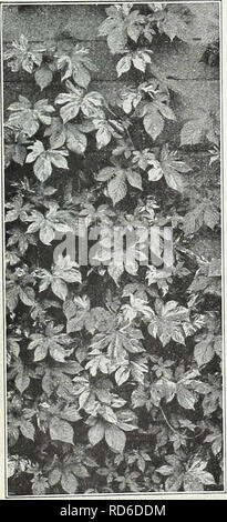 . Currie's Garten jährliche: Frühling 1931 56. Jahr. Blumen Samen Kataloge, Leuchtmittel (Pflanzen) Samen Samen Kataloge Kataloge; Gemüse; Baumschulen (Gartenbau) Kataloge; Pflanzen, Zierpflanzen Kataloge; Gartengeräte und Zubehör Kataloge. Curries hervorragende Stockrosen. CURRIE'S STOCKROSEN den Samen wir oflfer hat von der genannten Sorten jeder bekannten Farbton gespeichert, und können getrost empfohlen werden. Samen, der im Juni oder Juli wird für blühende Pflanzen im nächsten Sommer produzieren. H. S. WAHL DOPPEL STOCKROSEN Malve - Neue Doppel "Imperator". Beschreibung siehe Seite 3: Pkt. Stockfoto