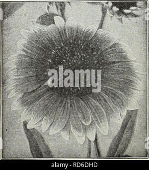 . Currie's Garten jährliche: Frühling 1931 56. Jahr. Blumen Samen Kataloge, Leuchtmittel (Pflanzen) Samen Samen Kataloge Kataloge; Gemüse; Baumschulen (Gartenbau) Kataloge; Pflanzen, Zierpflanzen Kataloge; Gartengeräte und Zubehör Kataloge. Kalifornischer Mohn. ESCHSCHOLTZIA CALIFORNIA POPPY angezeigt, reichblühend Jahrbücher, von Zwerg Gewohnheit verbreitet. Das Saatgut sollte im offenen Boden, wo wollte ausgesät werden, da sie - nicht gut verpflanzen. Pkt. Crimson King Crimson - Hell, Innen samtig Carmine. ^ oz, 65c $ 0,10 Golden West - Helles Gelb mit tief orange Flecken an der Basis. % Oz., 25 c .10 Schön - Ro Stockfoto