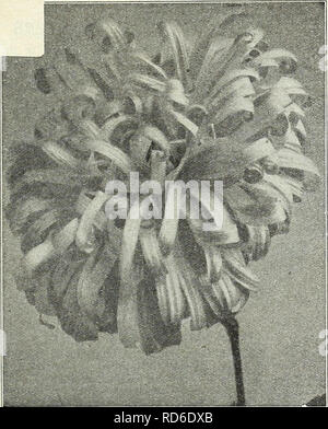 . Currie's Garten jährliche: Frühling 1931 56. Jahr. Blumen Samen Kataloge, Leuchtmittel (Pflanzen) Samen Samen Kataloge Kataloge; Gemüse; Baumschulen (Gartenbau) Kataloge; Pflanzen, Zierpflanzen Kataloge; Gartengeräte und Zubehör Kataloge. CURRIE BRÜDER CO. MILWAUKEE. WISCONSIN. Giant Comet Aster. Amerikanische Verzweigung eine schöne Klasse von astern von stark und kräftig Gewohnheit; die Blüten sind groß und doppelt mit verdrillten Blütenblätter und auf lange getragen, starke Stiele, von hochsaisons bis spät in den Herbst. Crimson Deep Pink Rose blau Lavendel Scarlet Lila Schale rosa weiß jeder, pro Pck., 10c; 3 pkts., 25 c Stockfoto