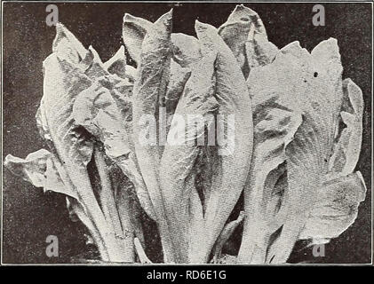 . Currie's Farm und Garten jährliche: Frühjahr 1914. Blumen Samen Kataloge, Leuchtmittel (Pflanzen) Samen Samen Kataloge Kataloge; Gemüse; Baumschulen (Gartenbau) Kataloge; Pflanzen, Zierpflanzen Kataloge; Gartengeräte und Zubehör Kataloge. 23 Currie BRÜDER UNTERNEHMEN, Milwaukee, Wis.. Kerbel. Deutsch, Gartencurbel. Französisch, Cerfeuil. 1 oz., 100 Fuß bohren. Zeilen 1 Fuß auseinander. Gewellt - Die jungen Blätter sind in Suppen und Salaten verwendet. Aussaat im Mai in Bohrer einen Zentimeter tief. Pkt. 5c; Oz. 10 c; % lb. 25 c; 1 lb 75 EI ANLAGE. Deutsch, Eierpflanze. Französisch, Aubergine. Chicorée. Zichorie. Chicorée Chico Stockfoto