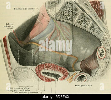 . Cunninghams Lehrbuch der Anatomie. Anatomie. Die DEFEKENT KANAL. 1291 Superior darmbein Wirbelsäule, es tritt in den Unterleib. Der Abstand zwischen dem Punkt, an dem Sie das Kabel der leistenkanal bis zu dem Punkt, an dem es überlässt es den Bauch eingeben gelangt ist etwa 1 1/2 Zoll. Während der Übergabe aus dem subkutanen der Abdominal- Inguinalen Ring der Ductus deferens, zusammen mit den anderen Strukturen des funiculus spermaticus, beruht auf der oberen gerillte Oberfläche der Inguinalen Ligament, und ist hinter der aponeurosis der externen schräg und einige der unteren Fasern der internen obliqu platziert Stockfoto