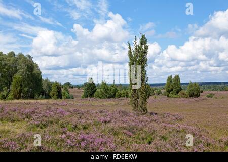 Blühende Heide in der Nähe von Wilsede, Lüneburger Heide, Niedersachsen Stockfoto