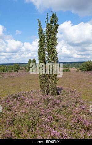 Blühende Heide in der Nähe von Wilsede, Lüneburger Heide, Niedersachsen Stockfoto