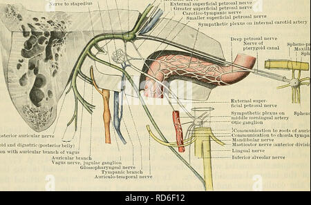 . Cunninghams Lehrbuch der Anatomie. Anatomie. 782 DAS NERVENSYSTEM. Branchen- und Kommunikations- (i) Im internen akustischen MEATUS den Nervus intermedins zwischen dem Gesichts- und akustische, sendet Kommunikation Niederlassungen sowohl Nerven liegen. Die Verzweigung der Hörnerv trennt wahrscheinlich erneut die genicular Ganglion des Gesichtsnervs zu ioin. (Ii) in der canalis facialis der Ganglienzellen genicnli ist an dem Punkt, wo der Gesichtsnerv rückwärts Kurven gebildet. Es ist eine ovale Schwellung auf den Nerv, und ist ioined durch einen Zweig aus dem oberen (VESTIBULAR) Stamm des Hörnervs von w Stockfoto