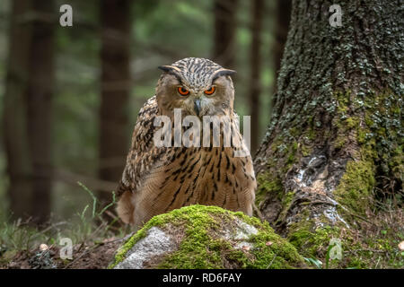 Europäische Uhu Bubo bubo, Stockfoto