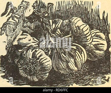 . Currie's Farm und Garten jährliche: Frühling 1923 48. Jahr. Blumen Samen Kataloge, Leuchtmittel (Pflanzen) Samen Samen Kataloge Kataloge; Gemüse; Baumschulen (Gartenbau) Kataloge; Pflanzen, Zierpflanzen Kataloge; Gartengeräte und Zubehör Kataloge. Die Hälfte Zwerg Grün gewellt Kale. Löwenzahn. Eine healthful Frühjahr Salat. Bohrer im April Säen; Thin Out bis 6 Zoll auseinander; cul-tivate alle Sommer; im nächsten Frühjahr wird es sein, zu verwenden. Broad Leaved-Pkt. 10 c;% oz. 55 C. Knoblauch die Sets in gut angereicherte Boden zeitig im Frühjahr gepflanzt werden, die Zeilen 1 Fuß auseinander, und ungefähr 3 Zoll zwischen den Pflanzen in t Stockfoto