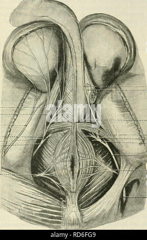 . Cunninghams Lehrbuch der Anatomie. Anatomie. PUDENDAL NEKYE. 739 i.e. Unternehmen mit den minderwertigen hsemorrhoidal Schiffe, und trennt in zahlreiche branchesâmuscular, kutane, und kommunizieren. Die muskulöse Niederlassungen Ende in der externen sphincter ani Muskel. Die kutane Filialen versorgen die Haut um den After. Die Kommunikation Niederlassungen verbinden die minderwertigen Hämorrhoidalen mit drei anderen nervesâthe perineale Zweige der posterioren kutane Nerv der Oberschenkel, pudendal, und vierte sakralen Nerven. Nervus Perinei. âThe perineale Nerv, einer der beiden Zweige der pudendal Nerv, Ari Stockfoto