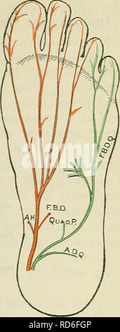 . Cunninghams Lehrbuch der Anatomie. Anatomie. PUDENDAL PLEXUS. 735 und seitlich in der Sohle, in der Firma mit den seitlichen plantar Arterie, zwischen der flexor digitorum Brevis und Quadratus World, auf der Basis der fünften Mittelfußknochen. Hier bricht er durch die Aufteilung in oberflächlich und tief verzweigt. Sicherheiten Branchen.-muskuläre Tranchen aus sind von der ungeteilten Nerv zum Quadratus plantse und Entführer seiner antireflektiven quinti Muskeln gegeben. Die kutane Tranchen durchbohren die plantar fascia in Abständen entlang der Linie der muskulären Septums, zwischen der flexor digitorum Brevis und entführen Stockfoto