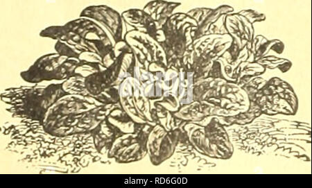. Currie's Farm&amp; Garten jährliche: Frühling 1922 47. Jahr. Blumen Samen Kataloge, Leuchtmittel (Pflanzen) Samen Samen Kataloge Kataloge; Gemüse; Baumschulen (Gartenbau) Kataloge; Pflanzen, Zierpflanzen Kataloge; Gartengeräte und Zubehör Kataloge. Schnittlauch" Chicorée. Chicoree, 1 oz., 300 Fuß von Drill. Große verwurzelt, 1 oz., 100 Fuß bohren. W'itloof Zichorien - "Französischer Endiviensalat." - ein leckeres winter Salat. Saat im Frühjahr - draußen produzieren Pastinaken - wie Wurzeln wiiich im Herbst, getrimmt und pflanzte in einem kühlen Keller bedeckt mit über 8 Zoll so ergriffen werden sollten, Stockfoto