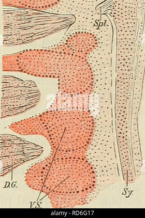 . Cunninghams Lehrbuch der Anatomie. Anatomie. o,,^2^Pi. Ich Es gibt zwei diametral entgegengesetzte Ansichten von der Art und Weise der Entwicklung der sym-pathetischen System. In Vögel und Säugetiere die erste Rudiment des sympathischen Stamm tritt in die Bildung einer Longitudinalen unsegmentierten Spalte von mesodermic Zellen (die Fleck tiefer als das Mesoderm, in der sie liegen) auf beiden Seiten der Aorta, und Decken. In dieser Spalte der Zellen wird in einem frühen Stadium durch den viszeralen Ästen der Spinalnerven, die nach innen von den wichtigsten Nerv Trunks in die splanchnic Bereich wachsen, und re Stockfoto