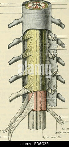 . Cunninghams Lehrbuch der Anatomie. Anatomie. Die peripheren Nerven und dem SYMPATHISCHEN SYSTEM. Durch A. Melville Paterson, M.D., F.R.C.S. Professor für Anatomie an der Universität von Liverpool. Das nervöse Mechanismus umfasste unter diesem Titel ist verantwortlich für die Trans-mission der peripheren Impulse an das Gehirn und das Rückenmark medulla, durch afferenten Nerven und für die Verteilung der zentralen Impulse zu peripheren Strukturen durch efferenten Nerven. Die peripheren Nerven sind am Anfang teilbar in zwei Serien: - Apert-syndrom anterior-posterioren ramus Ramus. Hintere Wurzel Ligamentum denticulat Stockfoto