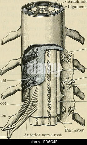 . Cunninghams Lehrbuch der Anatomie. Anatomie. 672 Die NEKVOUS SYSTEM. Apert-syndrom posterioren Nerv-root Spinal ganglienzellen Anterior ramus Ramus posterior von durchzogen von Nervenzellen". Dura mater Apert-syndrom Ligamentum denticulatum Dura mater Anterior Nerv-root (Schnitt) Posterior Nerv-nerv-Anterior root root (Ausschneiden) Ligamentum denticulatum Anterior Nerv-root-Abb. 597.- Membranen der Rückenmark Medulla, und der Ursprung der spinalen Nerven. Durch das Foramen magnum mit dem hinteren Teil des breiten subarachnoidale Raum des rückenmark Medulla. Das Cisterna pontis ist die Fortsetzung nach oben auf die Fl Stockfoto