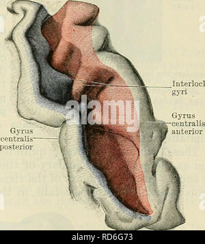 . Cunninghams Lehrbuch der Anatomie. Anatomie. Die PAEIETAL REGION. 663 ing hinteren mittleren Bereich wird oben in eine vorstehende Kante erhoben, und ein ähnlicher Ridge ist unmittelbar davor (Abb. gebildet. 590) aus dem Bereich der strahlt die große Efferenten oder Motor Site alle Motor Kerne auf der anderen Seite des Gehirn und Rückenmark medulla zu steuern. Da diese Kanten werden eine Depression zwischen ihnen gelassen wird: Das ist die Sulcus centralis. Es besteht aus zwei Teilen, einem superior und inferior (Abb. 590, r2 und r1); aber in der Regel diese Konfluent später geworden. Den sulcus centralis Stockfoto