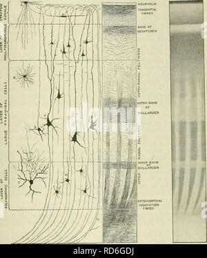 . Cunninghams Lehrbuch der Anatomie. Anatomie. Die NEOPALLIUM. 645 Hemisphäre liegt, darunter liegenden an den grauen Cortex besteht aus medullated Nerv - Fasern, in einer sehr komplizierten Weise angeordnet. Aber die Anordnung dieser Fasern nicht richtig verstanden werden, bis die Konfiguration der Oberfläche des Hemi-Bereich wurde berücksichtigt.. Abb. 574.-Diagramm die Minute, die Struktur der Großhirnrinde zu veranschaulichen und erklären, wie es die makroskopischen Erscheinungsbild beeinflusst. Ein "ICH E.Klein pyramidal Cell. '^ Neuroglia Zellen. C. Zelle mit kurzen Axon (N) Welche Pause? In einer freien Schlüsselregulator. D Stockfoto