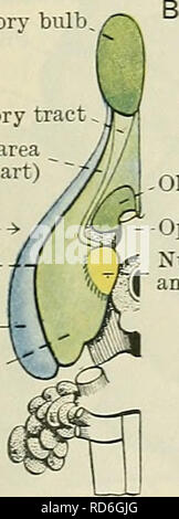 . Cunninghams Lehrbuch der Anatomie. Anatomie. Olfaktorische Trakt'â¢"' - âi -^- riss Rhinal olfaktorischen Tuberkel Xucleus amygdala Piriform Bereich Riechkolben. Olfaktorische Trakt.. J Piriform, vorderer Teil) x - - Versichern - Rhinal Neopallium Piriform Bereich (hinterer Teil). Piriform Bereich (vorderer Teil) Insula - olfaktorische Tuberkel • Optic ehiasma Kern f  Amygdala? Rhinal fissureâ Neopallium -. Bitte beachten Sie, dass diese Bilder aus gescannten Seite Bilder, die digital für die Lesbarkeit verbessert haben mögen - Färbung und Aussehen dieser Abbildungen können nicht Perfekt res extrahiert werden Stockfoto