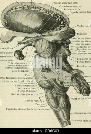 . Cunninghams Lehrbuch der Anatomie. Anatomie. Das MESENCEPHALON. 583 Pedunculi Cerebri. âThe zerebrale Stiel (Abbn. 517 und 527) erscheinen auf der ventralen oder basale Aspekt des mesencephalon und zwei große Seil - wie Stränge, die sich aus der zerebralen Hemisphären auftauchen und verschwinden, unten durch Eintauchen in die Pars basilaris des Pons. An dem Ort, an dem jeder Stiel aus der entsprechenden Seite des Großhirns durch die optische Fläche umgeben ist. Jede pedunculus cerebri besteht aus zwei Teilen, nämlich einem Dorsalen tegmental Teil (tegmentum), die nach oben in den Bereich unterhalb von Th verlängert wird Stockfoto